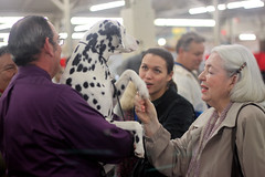 Golden Gate Kennel Club Dog Show: Pressing the flesh