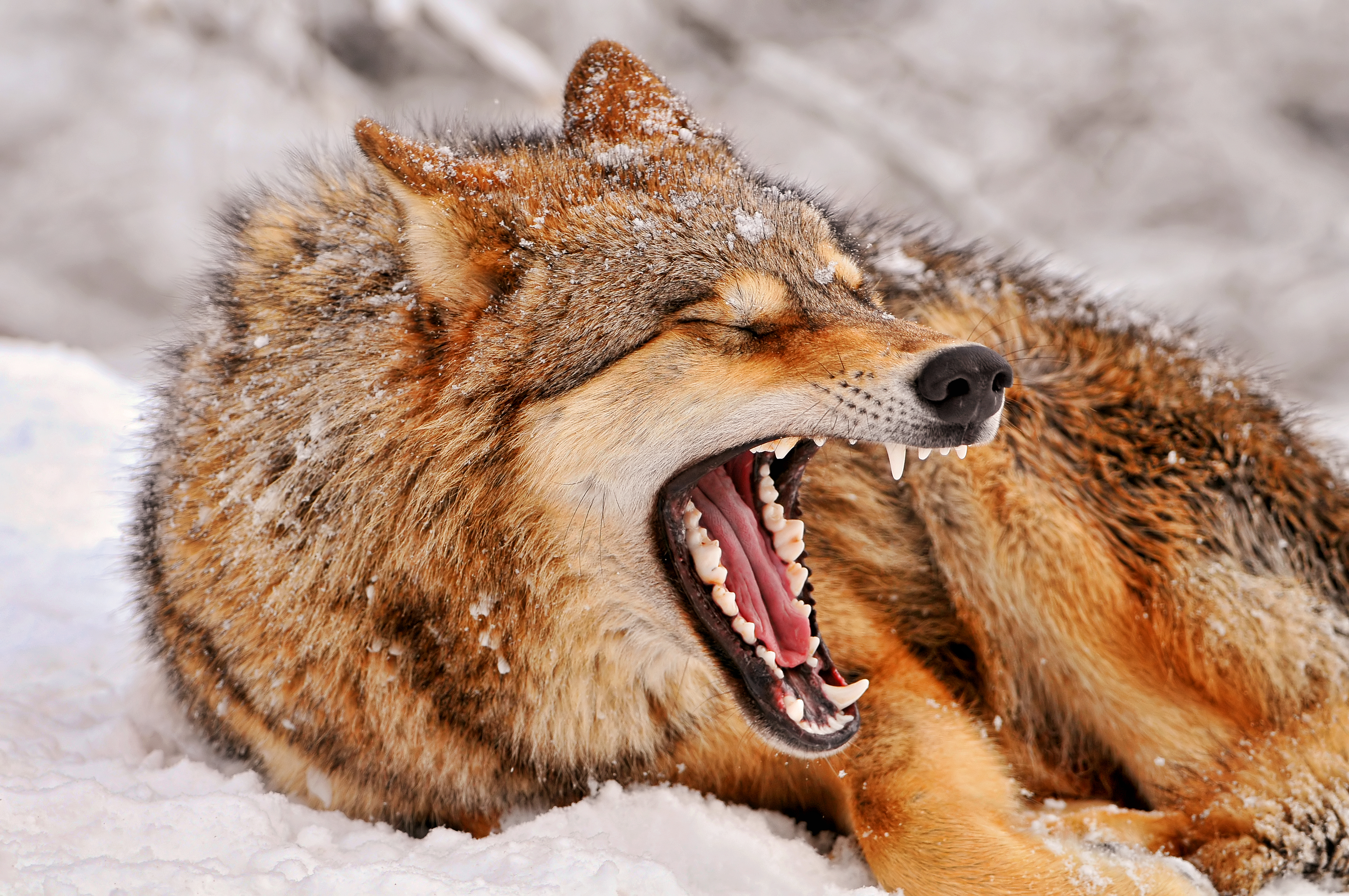 あくびをする狼の画像