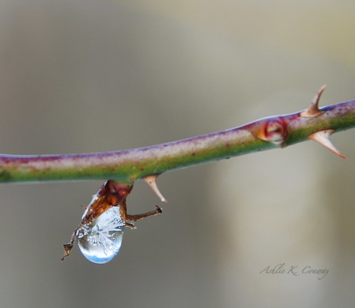 Ice in the waterdrop