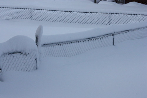 Our 4' tall fence