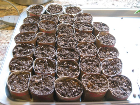 2010 seeds grp 1_peppers 001