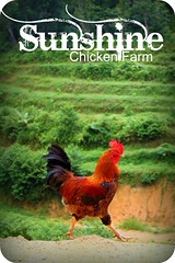 Sunshine Chicken Farm