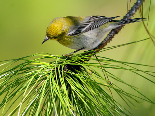 Pine Warbler 4-20100228