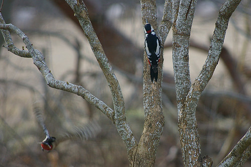 Woodpecker Pair 1