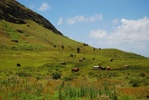 Many moai and cows