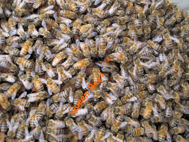 beekeeping 051 (650 x 488)