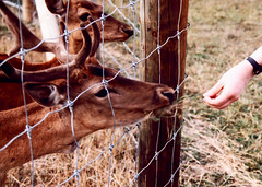 Deer feeding New Zealand 1991 Queen Elizabeth Park Masterton