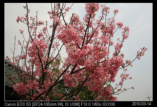 20100314C2苗栗市的櫻花