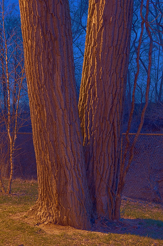 River des Peres Greenway, in Saint Louis, Missouri, USA - twin trees