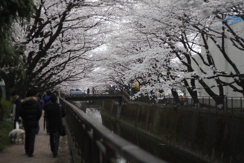 A path through the cherry blossoms