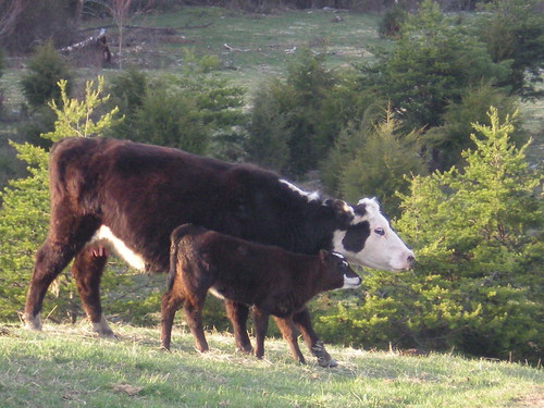 Mama Cow and Baby