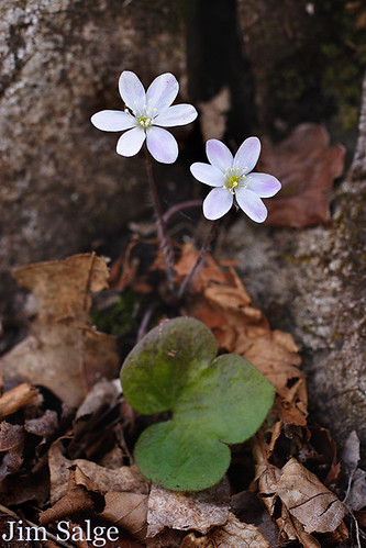 Hepatica with Leaf