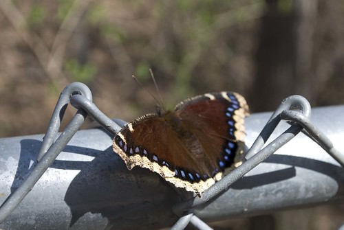 232 resting butterfly