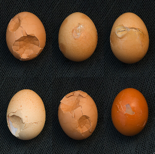 discarded eggs at an organic farm