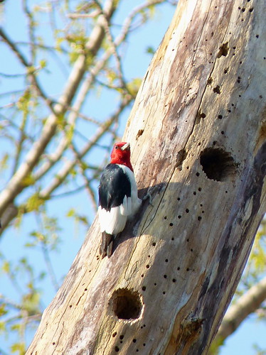 Red-headed Woodpecker (by brytborte)