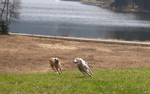 Whippets am Schwarzsee