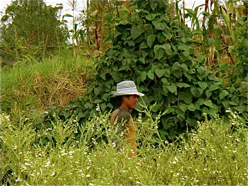 cotacachi-organic-worker