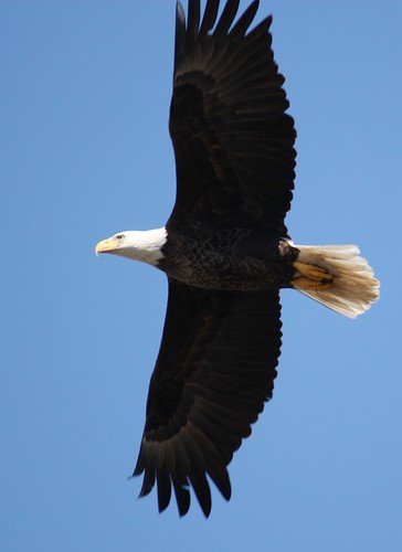 Bald Eagle - 2/15/2010