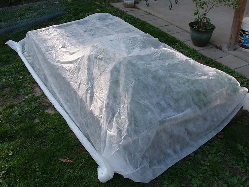 West Bed with Row Cover