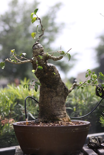 Huge Too Little Ficus Bonsai