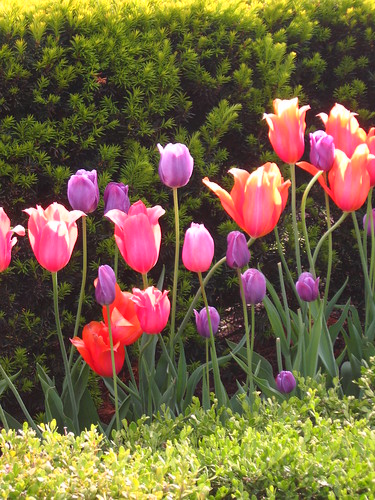 Tulips in Millenium Park