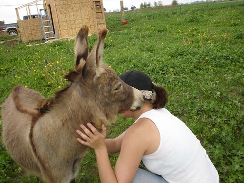 donkey_love