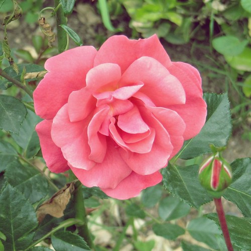 una rosa rosa