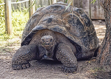tortuga-gigante