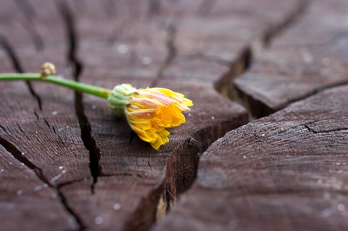 Flower on a Log by giev, on Flickr
