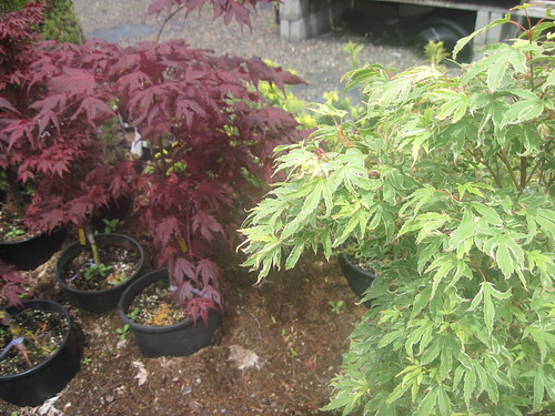 Juel's, Japanese Maples