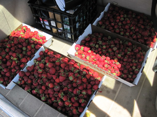 Our Strawberry Bounty