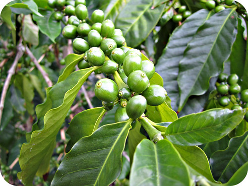 unripe coffee beans on the tree