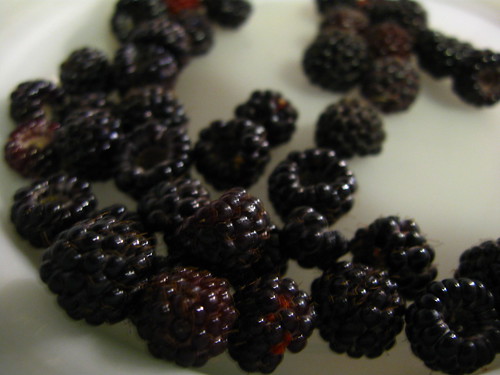 Blackberries for breakfast