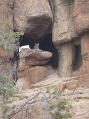 Mountain Lions @ Arizona-Sonora Desert Museum