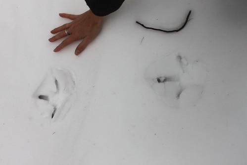 footprints, snow, frozen lake, pennsylvania