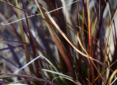 Colorful New Growth, Fountain Grass
