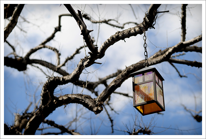 lamp in tree