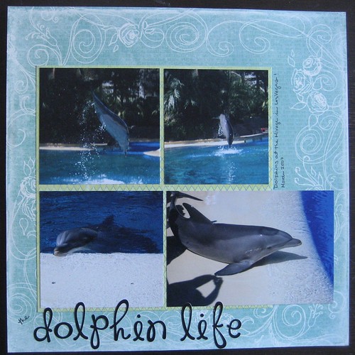 The Dolphin Life