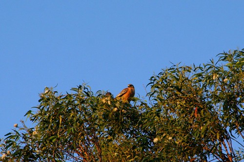 morning hawks