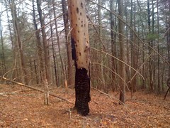  Burnt Tree