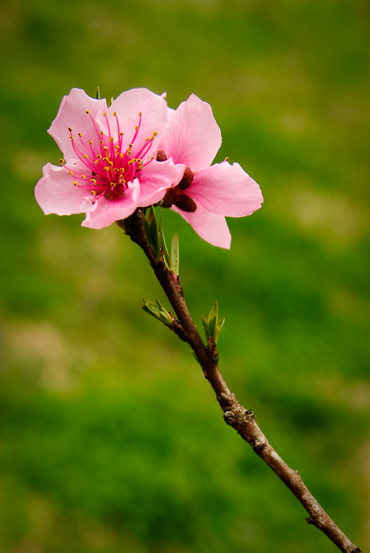 Day 168: Peach Blossom