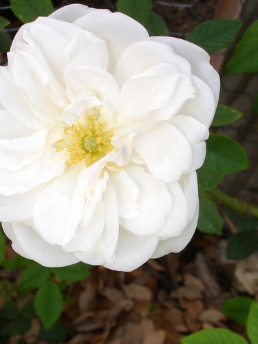 lamarque white climbing rose