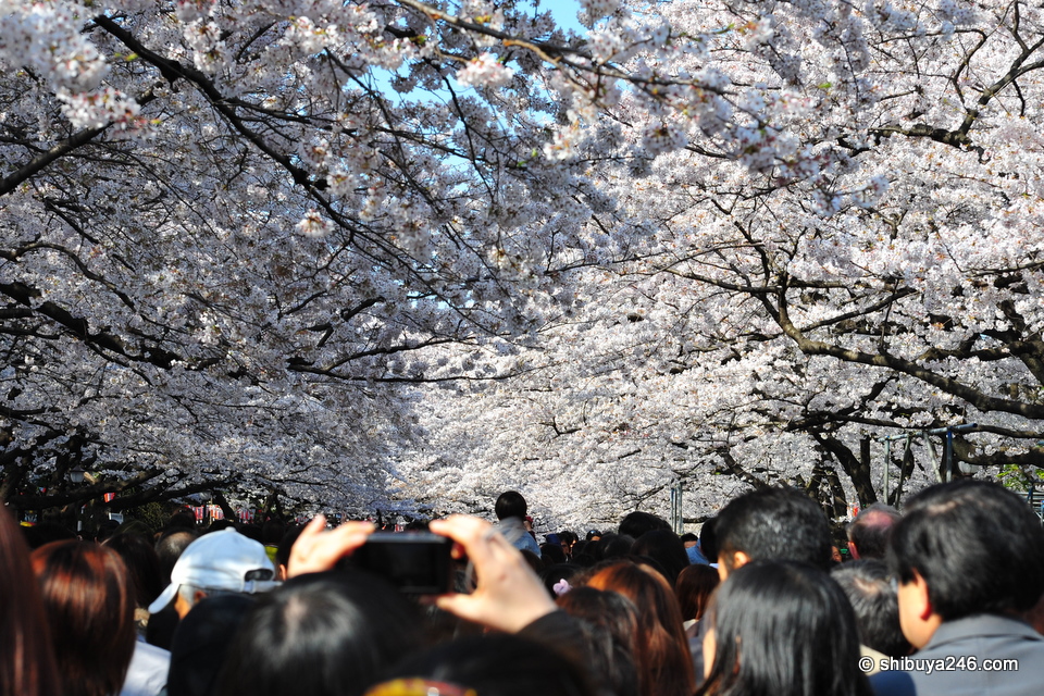 The shade takes the color away from the trees a bit, but the mass of sakura still makes an impact.