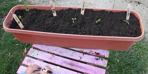 container gardening with kids
