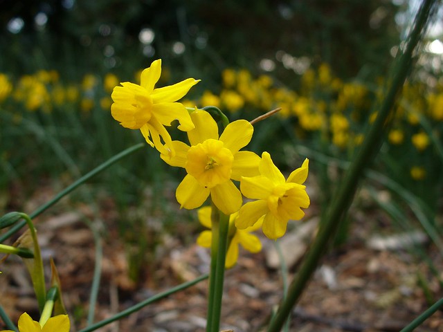 Narcissus willkommii-3