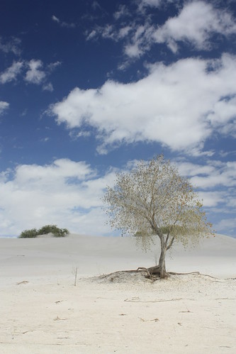 A single tree - White Sands National Monument