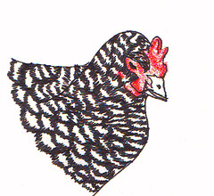 chicken feather detail