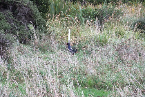 the rare takahe