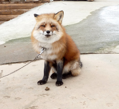 fox16