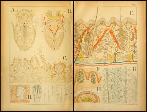 An atlas of Anatomy (FF Miller, 1879) l